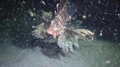 常见的狮子鱼pteroisvolitans鱼游泳桑迪底晚上捕获小鱼航行光灯笼红色的海埃及